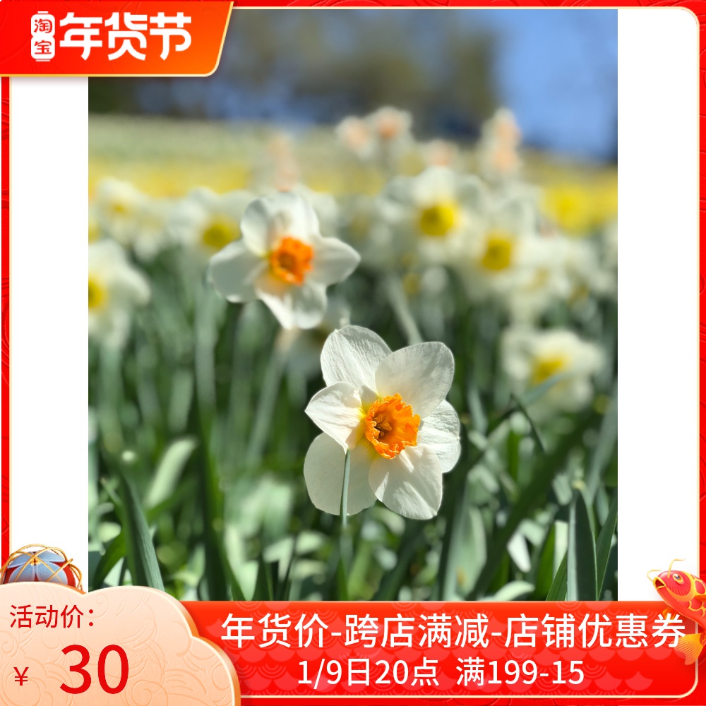 Zhangzhou daffodil seed ball 4 single-petal double-Petal four-season perennial flowering cold-tolerant, soilless-tolerant live ornamental plants