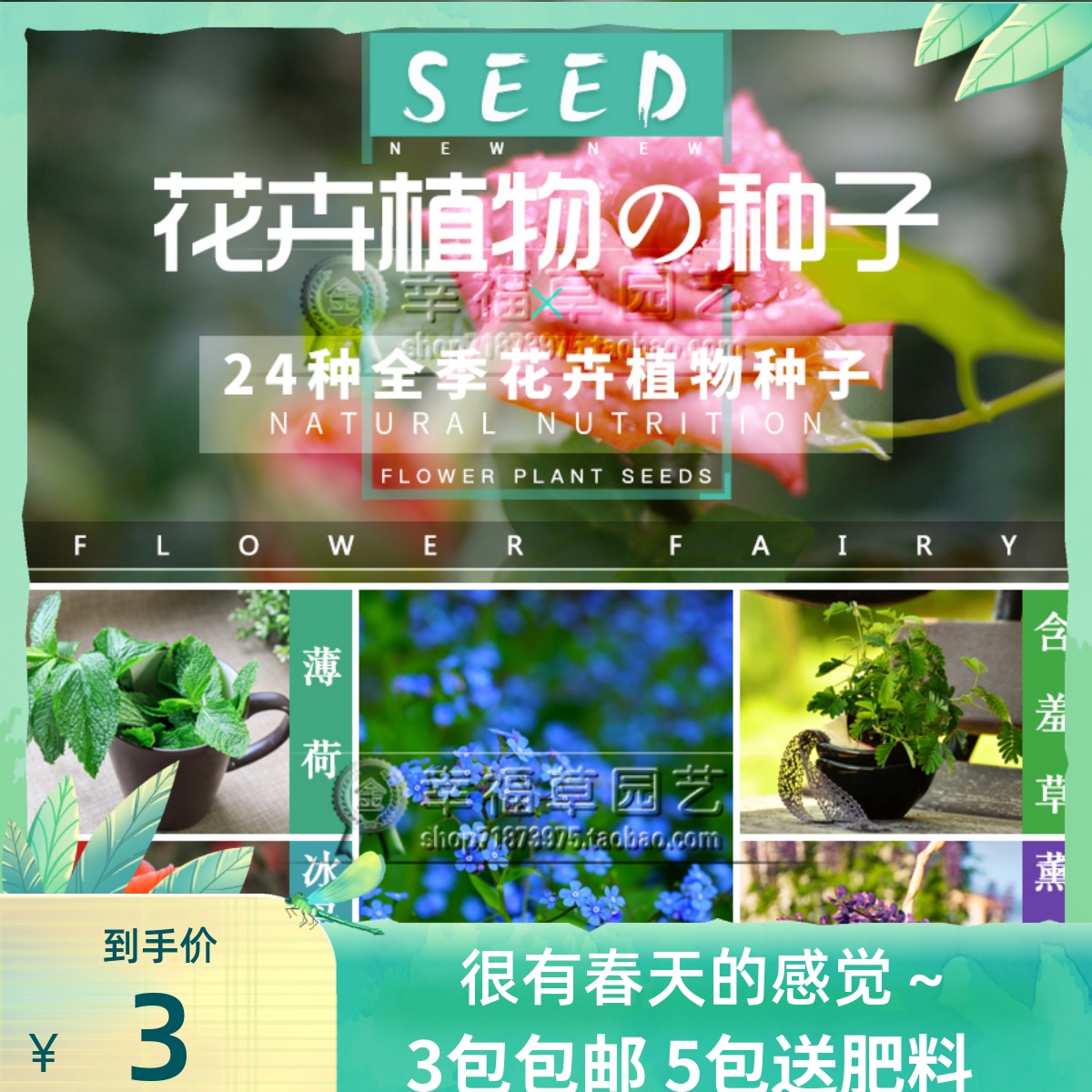 Season Sowing Flower Seed Indoor Balcony Patio View Leaf plant mint Shy Grass Full of Star Seed