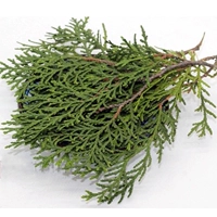 Bai ye xiaoshong примерно 5