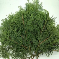 Бай Е -да Ши Ши Джи Ши