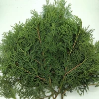 Bai ye da bao около 20 корней