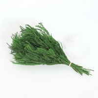 12 вечная каменная сосна трава