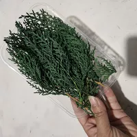 Бессмертные орхидации оставляет около 20 г