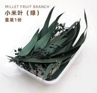 Eternal Xiaomi Xiaomi Leaf Green Box