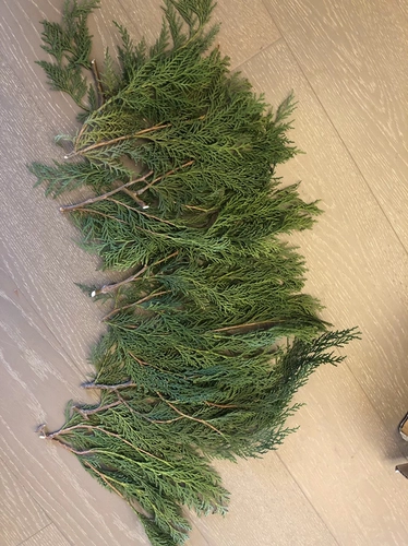 Свежий кипарис Естественно импортировал Нобелевские сосны Окрашения