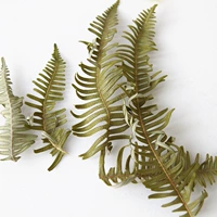 10 листьев манго папоротника