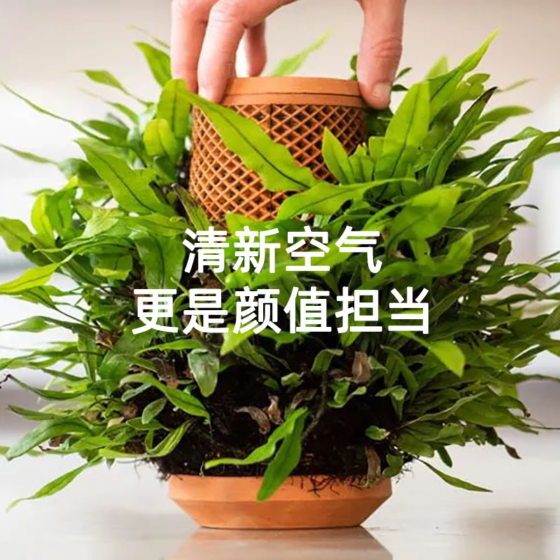 terra sloth planting theorizer indoor hydropony flower pot shady green planting automatic water seepage clay pottery basin with depository