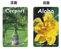 Zero limit cleaning card wine bottle coconut tree double hibiscus flower CEEPORT zero PVC card lucky suction love vertical card