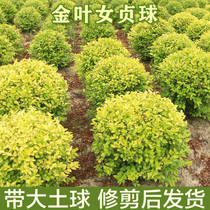 Golden leaf privet ball saplings villa courtyards green blocks hedge gardens landscape potted plants four-season evergreen plants