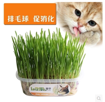 Cat Grass Seed Set Crystal Cat Grass Puppet Hair Removal Ball Beauty Short Conditioning Intestinal Garfield Cat Mint Hair Snacks