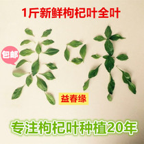 Wolfberry leaves Fresh wolfberry leaves whole leaves 1 kg Fashunfeng Tulou specialty wolfberry vegetables picked and shipped on the same day