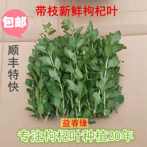 Fresh wolfberry leaves Wolfberry vegetable branches and leaves Half a pound SF Express Tulou specialty vegetables picked on the same day