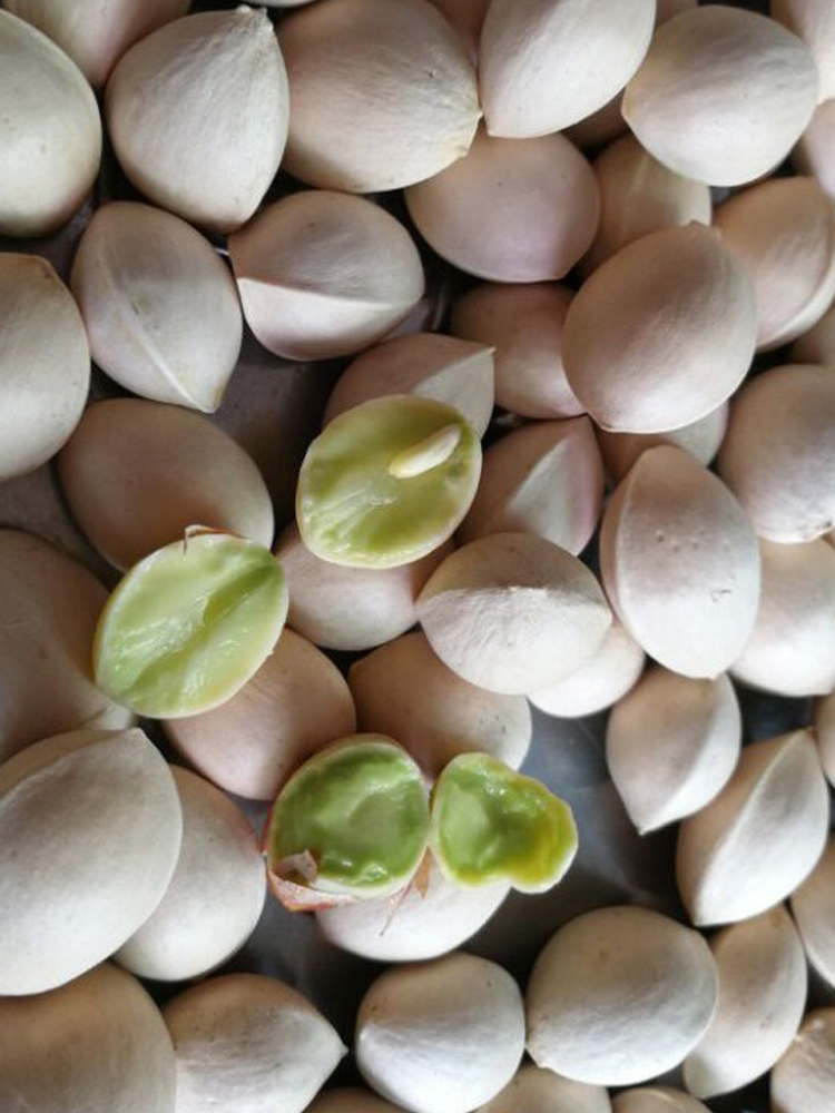 (Mountain Pointed Lily) Guizhou Deep Mountain Old Tree Ginkgo White Fruits Gingko Fruits Natural Airing 500g 