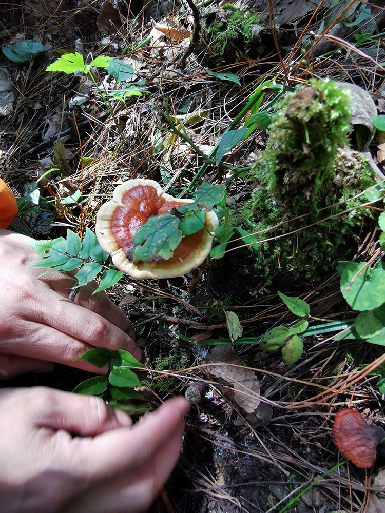 (Tip Lilies) Guizhou's original forest of the whole branch of Ganoderma different varieties mixed 250g
