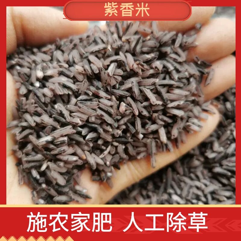 (Mountain Pointed Lily) Purple Fragrant Rice Purple Rice Guizhou local variety Schonjiafei artificial weeding 500g
