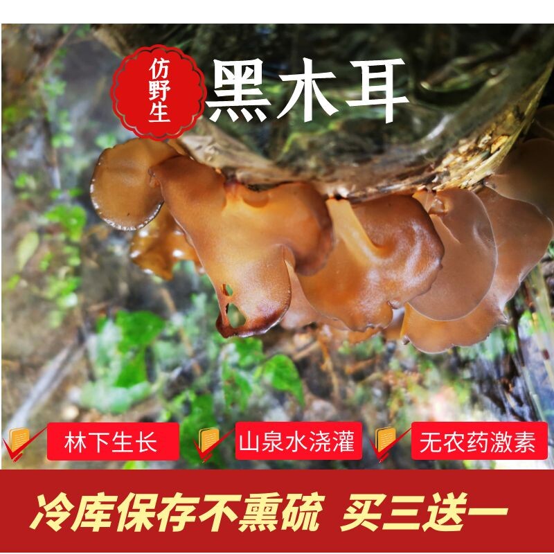 (Mountain Pointed Lily) Guizhou Forest Planting Small Black Agaric Dry Goods Refrigerated Depot Save 200g Buy Three Delivery One