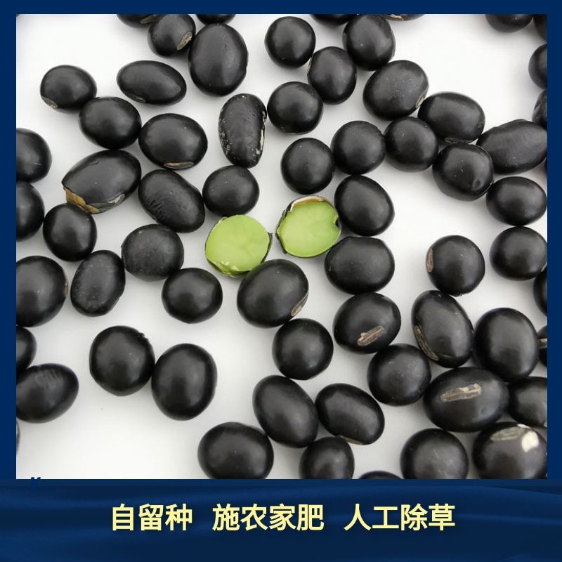 (Mountain Pointed Lily) Green Core Black Bean Local Variety Traditional Farming Schonjiafei Artificial Weeding