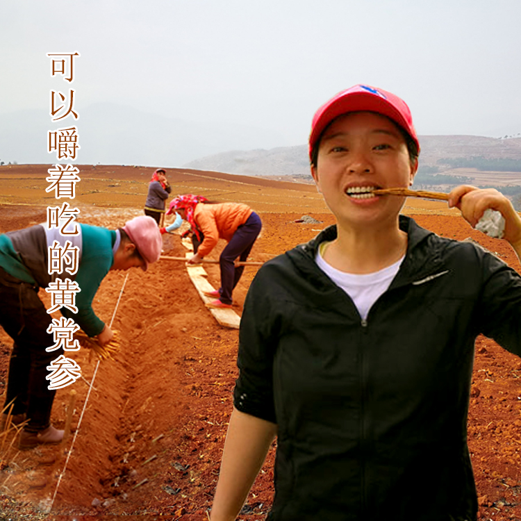 (Mountain tip lilies) Guizhou's Yellow Codonopsis Traditional farming Sagriturisch Fertilizer Gansweet No Scum Chew to eat 250g