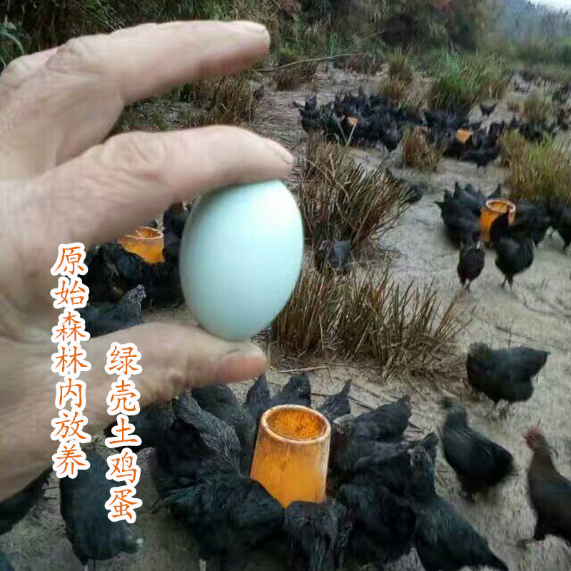 (Mountain Tip Lilies) Five Black Native Chicken Green Shell Native Eggs Virgin Forest For 5 Valley Cereals 30 Pieces