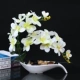 Craftpot lọ hoa lan đặt lọ hoa mô phỏng cây xanh trồng trong chậu hiên bàn trưng bày tủ TV - Trang trí nội thất phụ kiện trang trí phòng ngủ