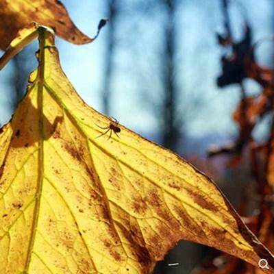 DandeLion landscape A leaf of autumn Inner Mongolia original postcard Nanchang brand