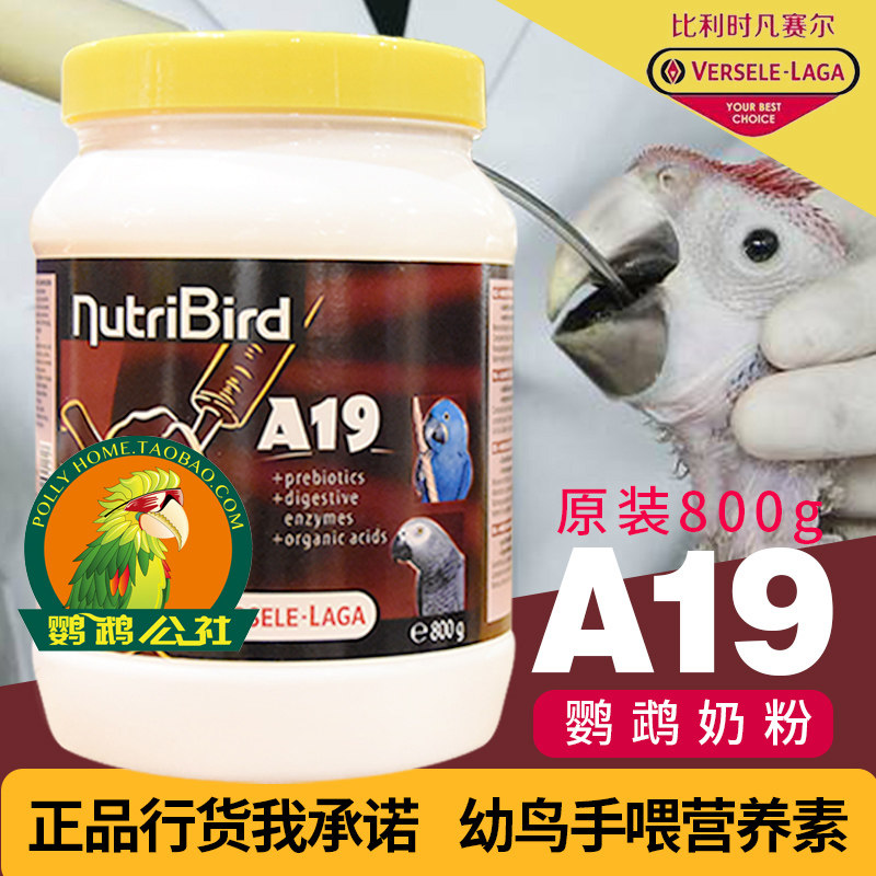 Pet bird commune licensed Belgian Versell chicks hand-fed nutrients A19 parrot milk powder