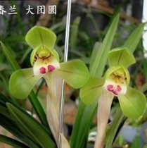 Junjun Lanyuan orchid seedlings potted good delivery spring orchid reunion leakage wind leakage natural cultivation