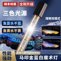 Maprint thunderdragon special light gold blue and white Zengyan light magic lamp golden dragon fish lamp with yellow light yellow light butterfly carp blue and white light