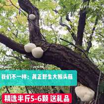 2021 new goods selected 6 pieces 250g Northeast Daxinganling wild Hericium Erinaceus nourishing stomach powder