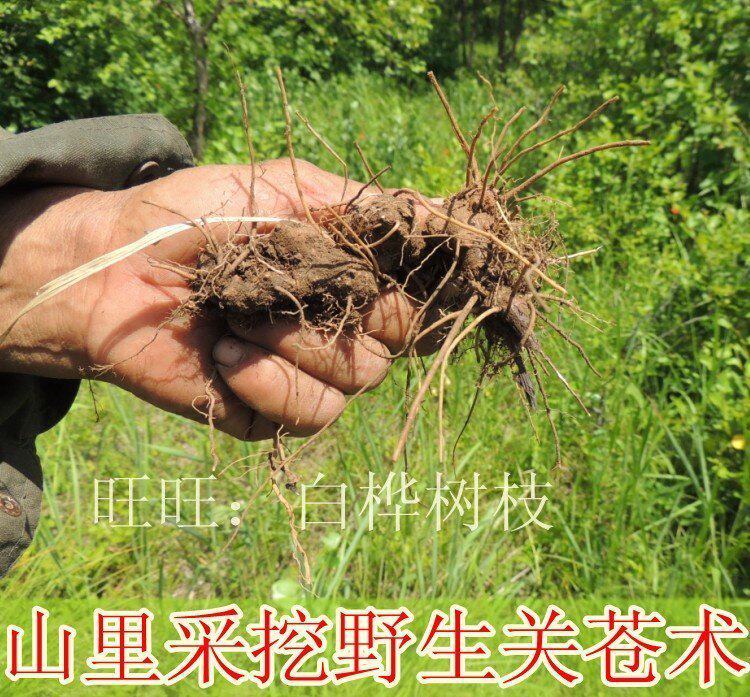New Excavation of Inner Mongolia Wild Guan Pale Chinese herbal medicine 250g Yuan Estrian Dry Damp and Invigorating Cold Original Eco-Realistic Shots