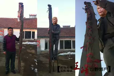 Authentic Inner Mongolia premium wild astragalus tablets special large selection of whole sticks 250g can be beaten astragalus powder