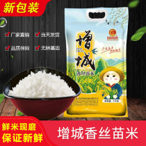 Zengcheng silk seedlings 5KG claya Rice Rice Southern indica rice 10kg fragrant rice fragrant silk seedling rice long grain rice