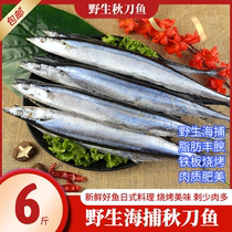 Fresh frozen Taiwan saury boat frozen saury 6 pounds of Japanese-style Korean barbecue saury multi-province