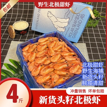 Polar bear Arctic ice shrimp Sweet shrimp Seed shrimp Ingot shrimp Fresh shrimp 90 120 head seeds Belly seeds Ready-to-eat