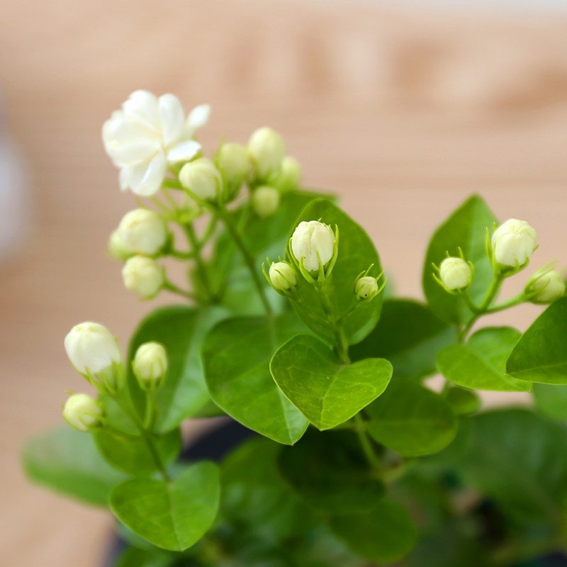 四季盆栽重瓣双色茉莉芳香净化空气绿植室内阳台花卉白茉莉花苗