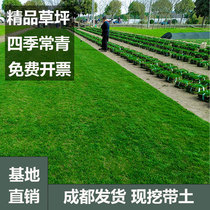 Lawn turf with soil and real grass cold-resistant Taiwan No. 2 mixed seeding Sijiqing courtyard villa garden green lawn