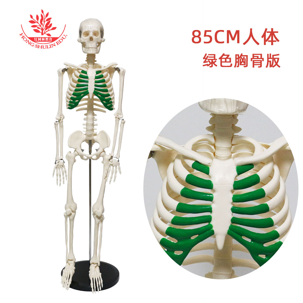 绿色胸骨版人体85cm骨骼模型医学仿真教学器材医用骷髅骨架标本