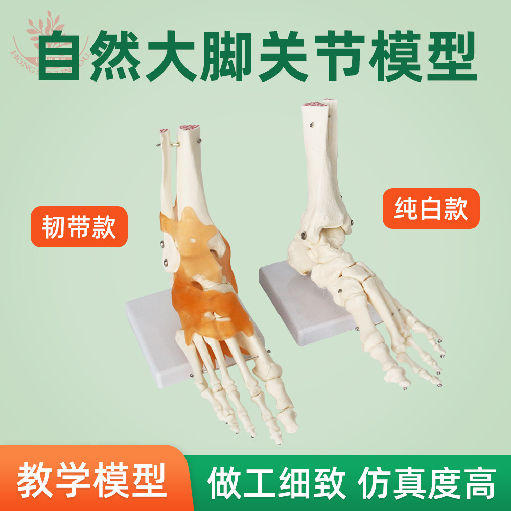 人体脚关节模型1：1自然大脚掌骨带韧带人体足部骨骼解剖模型医学