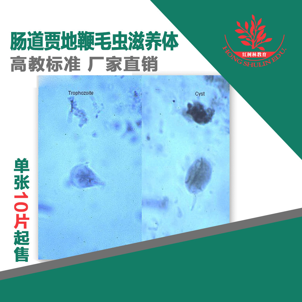 寄生虫贾地鞭毛虫滋养体装片医学院教学研究用寄生虫切片10片起卖
