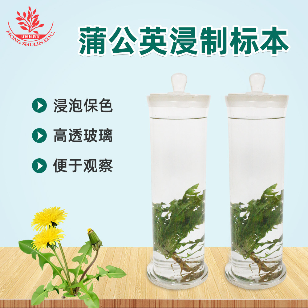 蒲公英中药浸制标本中草药馆标本馆展示展览中医院教学科研用浸泡