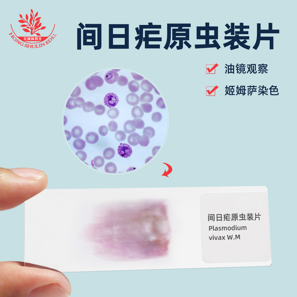 间日疟原虫装片涂片高校教学玻片医学科研寄生虫类显微镜观察玻片