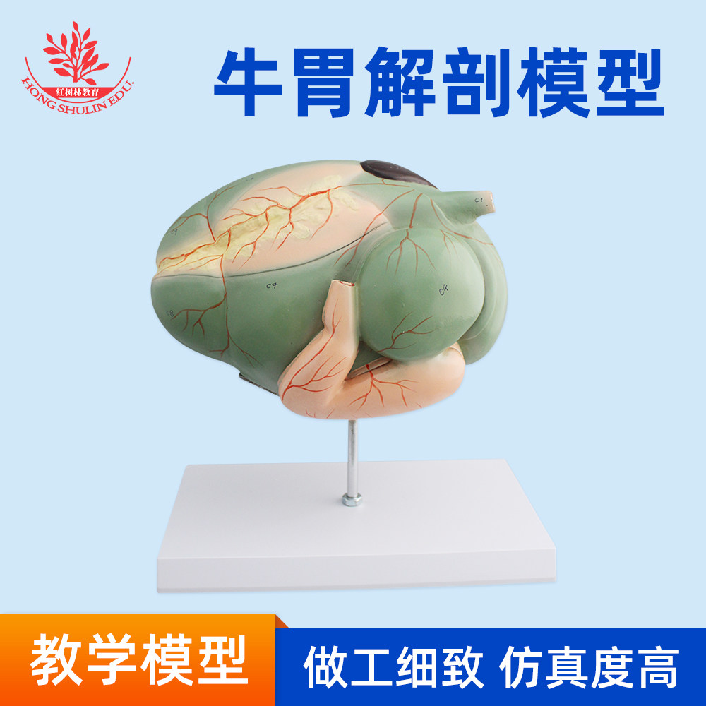 牛胃解剖模型可拆卸牛胃模型各种动物器官模型动物模型教学模型