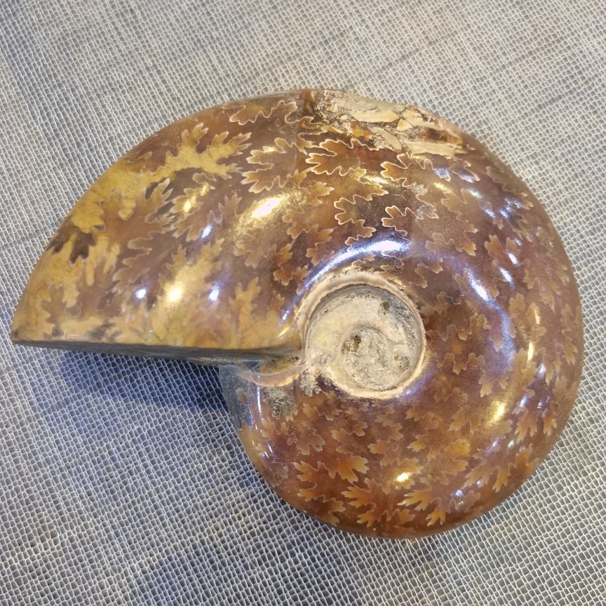 Original Eco collection Gift Marine Life Marine Fossil Chrysanthemum Fossilized (polished) -Taobao