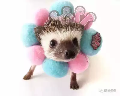 TSPP (sunflower head) guinea pig mother-in-law