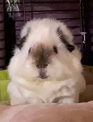 TSPP(Lucky Bag No 23-44)Guinea Pig Mother-in-law