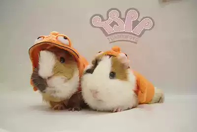 TSPP (Klaus's goldfish) Guinea pig mother-in-law Dutch pig guinea pig Guinea Pig Hedgehog