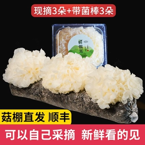 Свежий белый гриб 6 Живой свежий снежный гриб Fujian gutian Baimu Ушная коробка загруженная грибные стержни из сырого и клейкого уха не -глупого товара