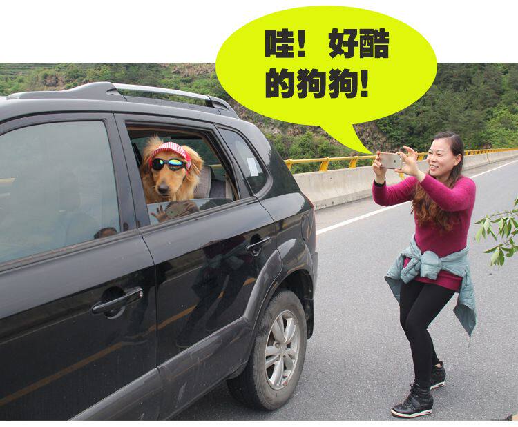 B0109 Собаки и собака Meic Mirror DeftiaL_17