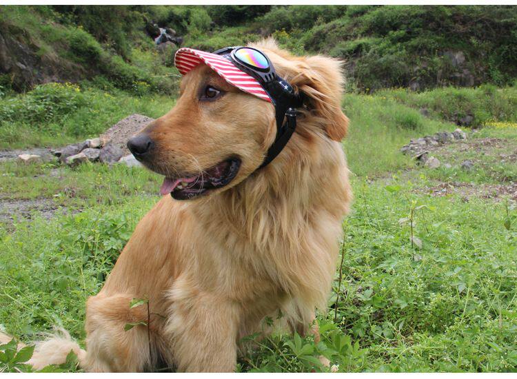 B0109 Собаки и собака Meic Mirror DeftiaL_18