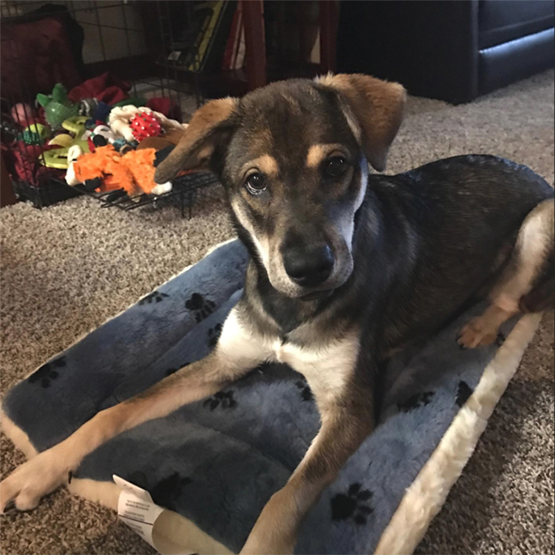 Zhongxi Midwest pet cat and dog mat to keep warm and thick in winter